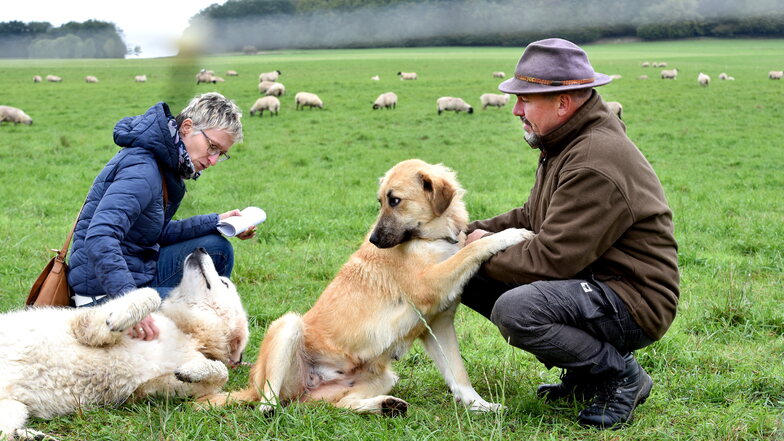 Schäfermeister Thomas Loose (rechts) mit Herdenschutzhund Luna, die etwas neidisch auf Gerry schaut. Der lässt sich gerade von SZ-Redakteurin Anja Beutler streicheln.