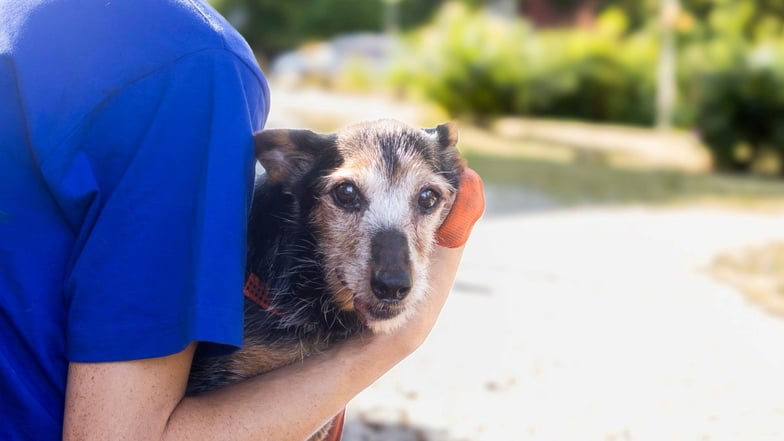 Das ist die kranke Mischlingshündin. Sie ist zwölf Jahre alt und leidet an Krebs. Ihr Besitzer erhebt schwere Vorwürfe gegen eine behandelnde Tierärztin.