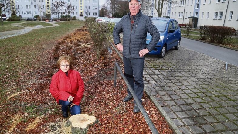 Entlang der Görlitzer Straße in Riesa wurden Ebereschen gefällt. Nicht nur Edith Zimmermann und Klaus Käbisch ärgern sich darüber. Die roten Beeren hätten im Winter viele Vögel angelockt.