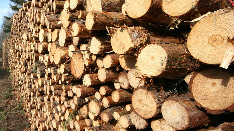 Mit Holzeinschlag halten sich die Kommunen im Raum Hoyerswerda seit einiger Zeit zurück, da der Rohholzpreis im Keller ist. Anders sieht es allerdings in Waldgebieten aus, in denen der Borkenkäfer zum Handeln zwingt.