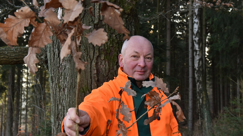 "Der Anfang ist gemacht." Mario Prielipp, Leiter der Staatswälder im Forstbezirk Neustadt, will, dass viel mehr Eichen wachsen.