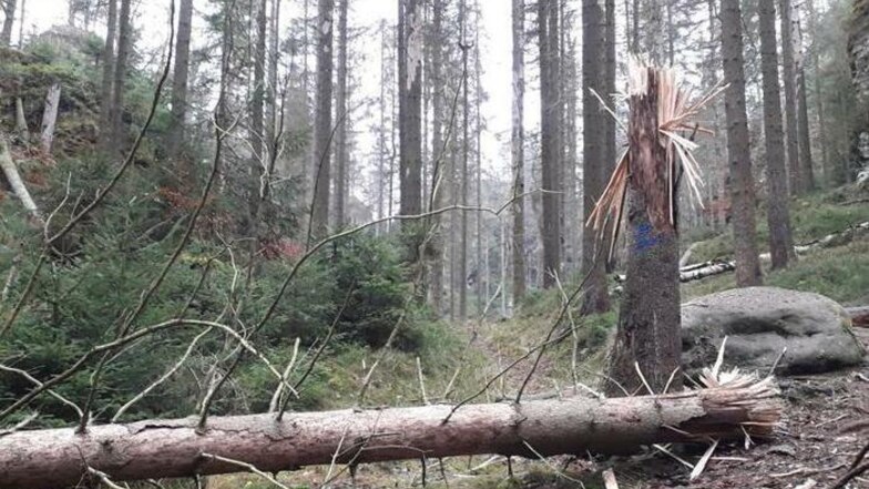 Auch im Nationalpark Böhmische Schweiz werden Bäume durch den Borkenkäfer beschädigt. Diese hier wurden dann weggesprengt.