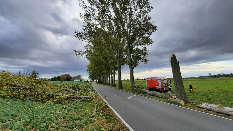Etwa 200 große Pappeln säumen die Elbstraße zwischen Lorenzkirch und Zschepa. Bei Sturm bricht dort öfter mal was ab.