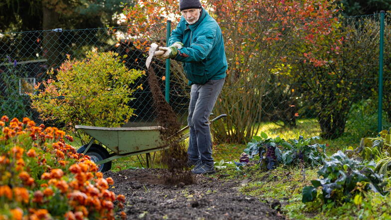 Schaufel statt Spaten: In seinem Garten in Schlettau trägt Roberto Böhme Komposterde auf die abgeernteten Beete aus