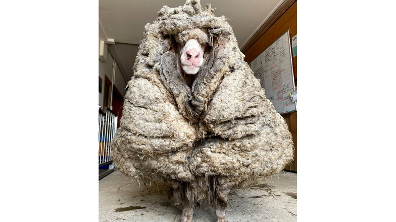 Verirrtes Schaf von 35 Kilo Wolle befreit