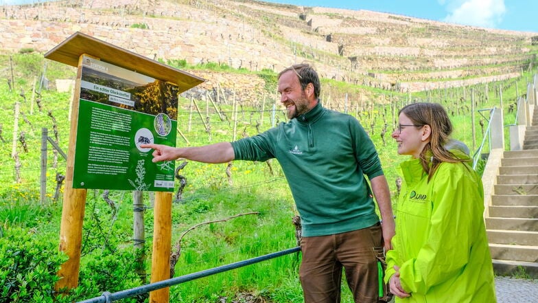 Weinbauleiter Till Neumeister von Schloss Wackerbarth steht mit Maxi Weber vom BUND Sachsen vor der Informationstafel der Station an der Spitzhaustreppe. Die Tafel informiert über die sehr seltene Rote Zweizahnbiene.