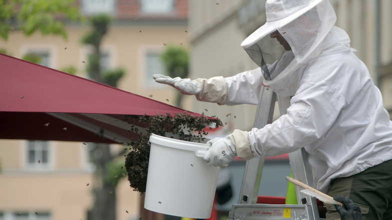 Bienenschwarm überfällt Pirnaer Eiscafé