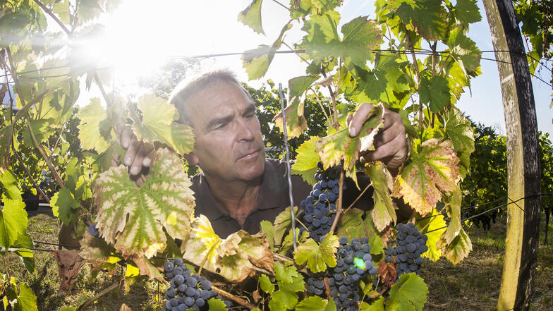 Im Sommer 2018 vertrocknete das Laub der Pesterwitzer Weinstöcke. Guts-Chef Lars Folde will sich von Wetterkapriolen unabhängiger machen und plant den Bau von Zisternen.