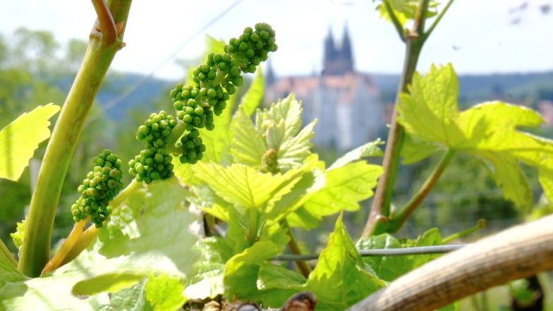 Wenn der Weinbau im Landkreis Meißen stirbt, dann stirbt auch der Tourismus