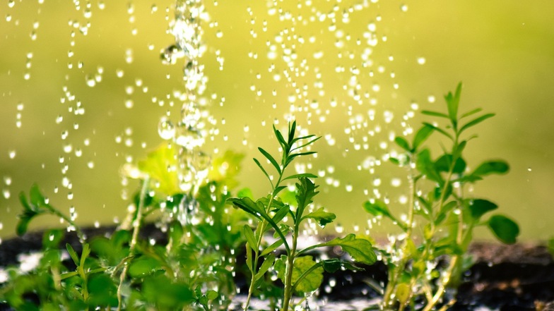 Bei heißen Sommertemperaturen verdunstet das Wasser oft schneller als es die Pflanzen aufnehmen können.