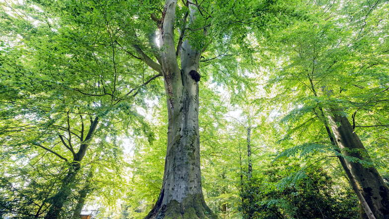 Die Buche ist ein klassischer Parkbaum. Dieser Rammenauer Gigant kämpft mit Pilzbefall, Spechthöhlen und Sonnenbrand.