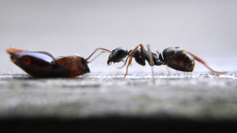 Futter lockt Ameisen an. Daher gilt: Essensreste und Lebensmittel im Haus sollte man in fest verschließbaren Behältern aufbewahren.