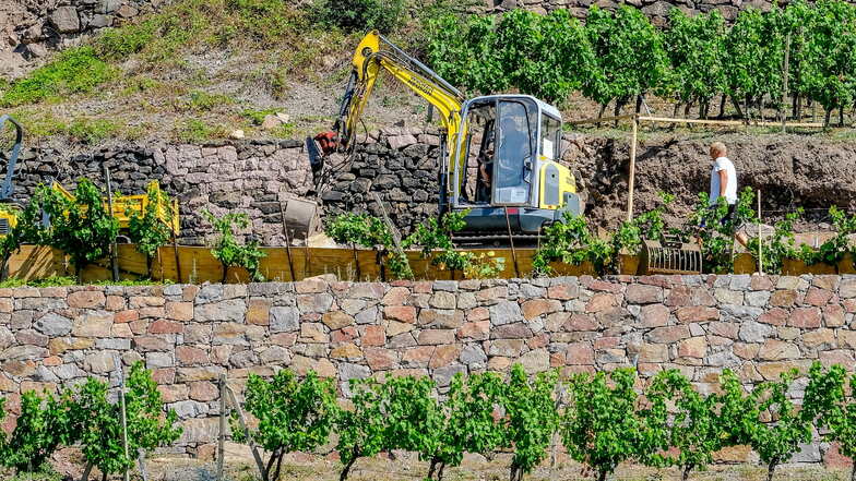 Die Sanierung der historischen Mauern in den Weinbergen von Schloss Wackerbarth wird noch einige Jahre dauern.