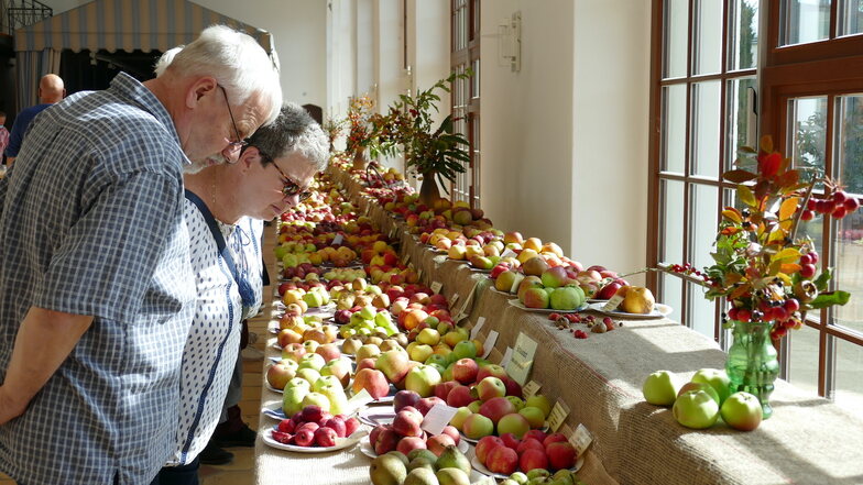 Äpfel über Äpfel in der Orangerie