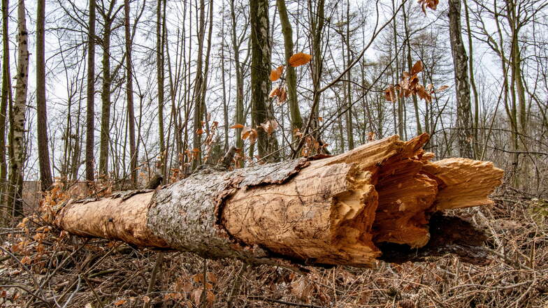 Das Stadtwäldchen in Hartha ist der einzige Waldbereich in der Region Döbeln, der aufgrund großer Baumschäden gesperrt ist. Betroffen sind vor allem Lärchen, Kiefern und Ahorn.