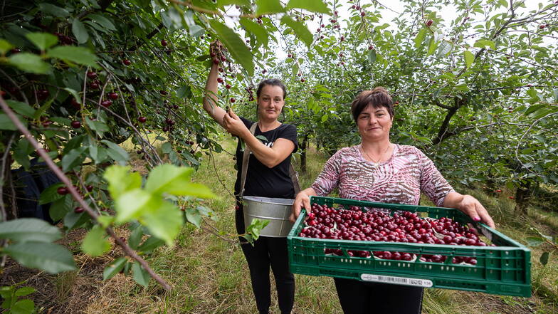 Mariana Pasca (vorn) und Adele-Elena Scarlat helfen in diesen Tagen im Gut Pesterwitz bei der Ernte der Sauerkirschen. Die beiden Frauen aus Rumänien kennen sich hier schon aus.