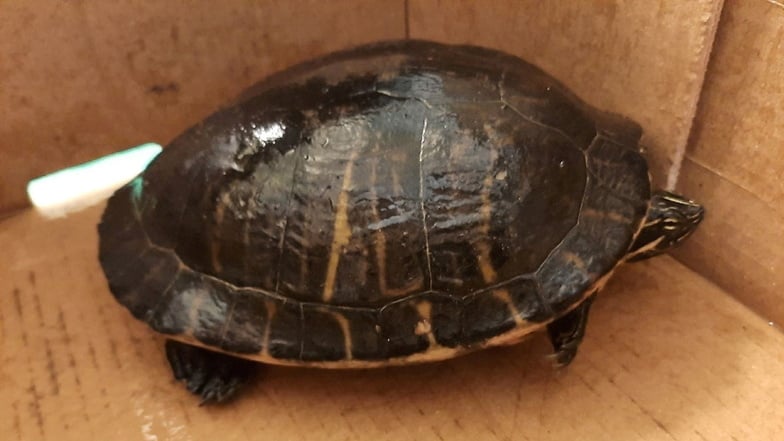 Diese Schildkröte war in Kamenz ausgebüxt. Jetzt ist sie wieder bei ihren Besitzern.