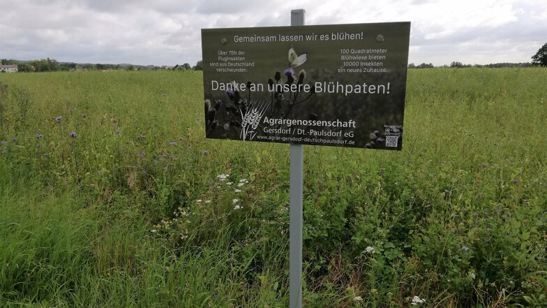 Die Agrargenossenschaft Gersdorf/Deutsch-Paulsdorf bei Görlitz richtete 2020 mithilfe von Blühpaten eine Bienenweide am Radweg am Sportplatz ein. Auch für 2021 ist das Projekt geplant. Schon jetzt werden Unterstützer gesucht.
