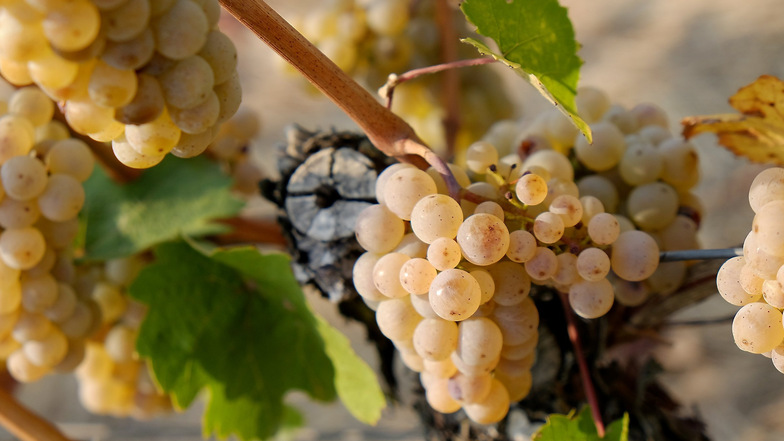 Sachsens größter Traubenproduzent ist wieder in den Weinbauverband eingetreten.