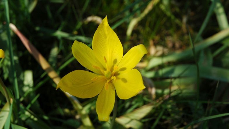 Die seltene und besonders geschützte Tulipa sylvestris ist an der Lockwitz bei Sörnewitz entdeckt worden.
