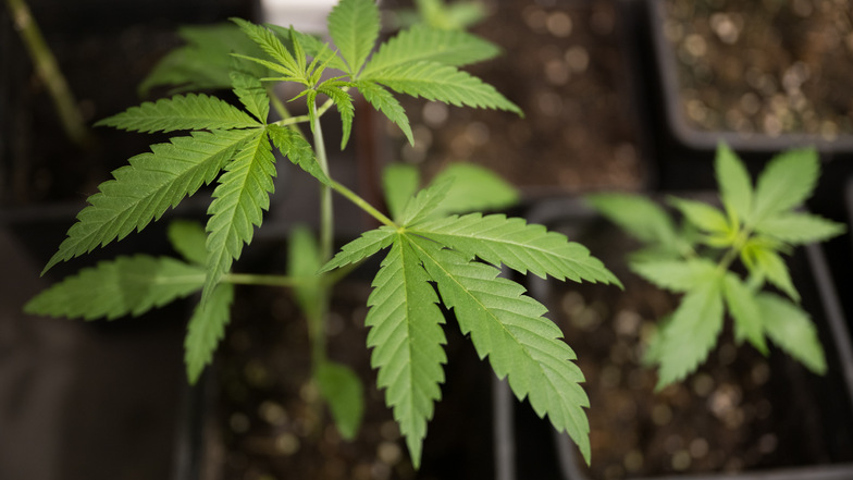 Baumärkte wollen vorerst keine Cannabis-Pflanzen verkaufen.