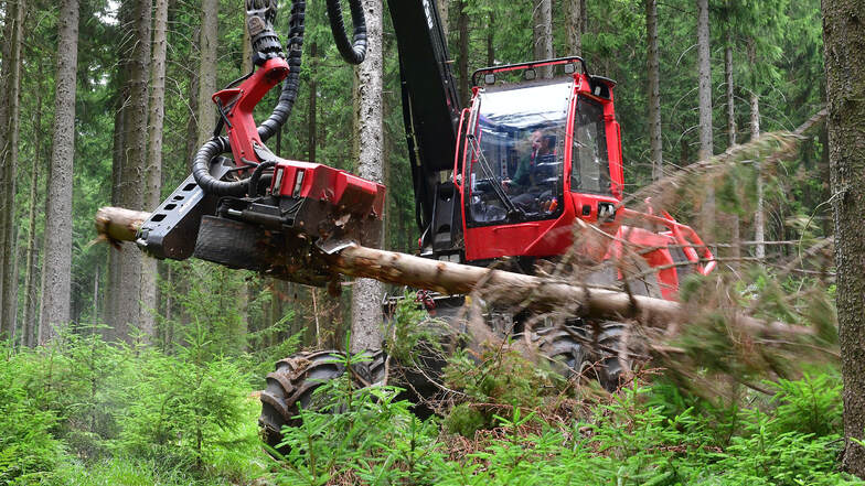 Im Forstrevier bei  Eibenstock im Erzgebirge beräumen Mitarbeiter einer Forstfirma vom Borkenkäfer geschädigtes Fichtenholz. 