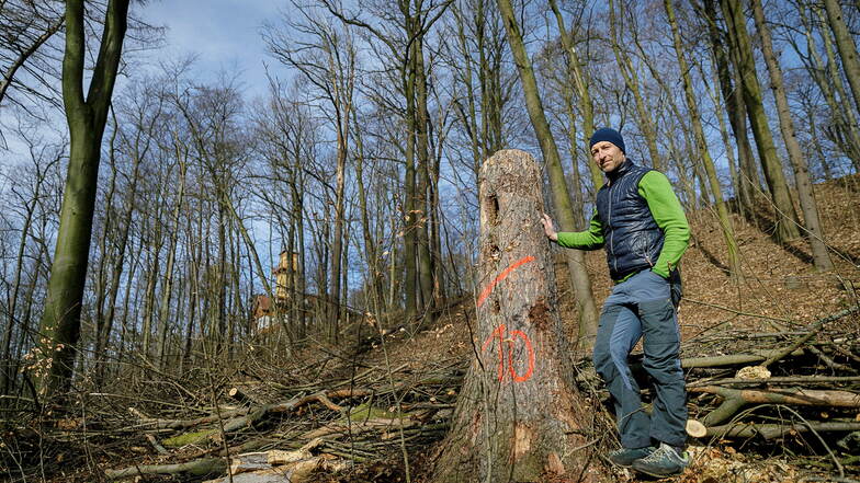 Steffen Leder steht im Weinbergareal an einer gefällten Fichte. Hier sind jetzt noch mehr Bäume abgestorben – trotz des vielen Regens im Jahr 2021.