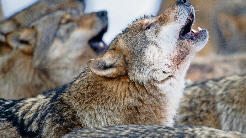 Wölfe im niedersächsischen Wildpark Neuhaus heulen miteinander um die Wette. Ähnliche Geräusche waren jetzt bei Nossen zu hören.