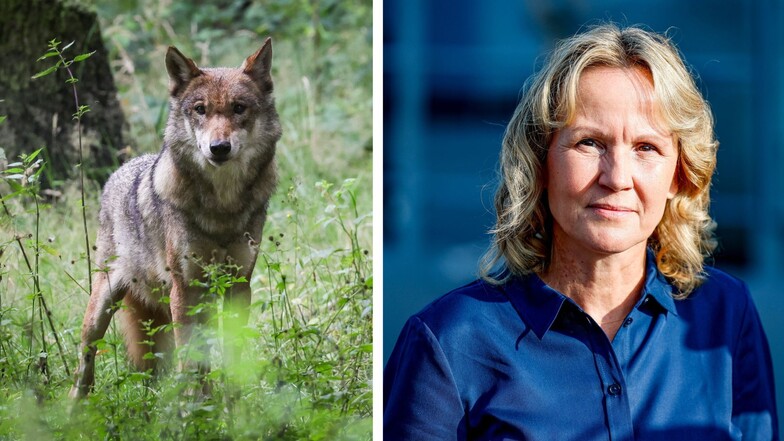 Bundesumweltministerin Steffi Lemke (Grüne) hat ihre Pläne zum Umgang mit dem Wolf präsentiert.