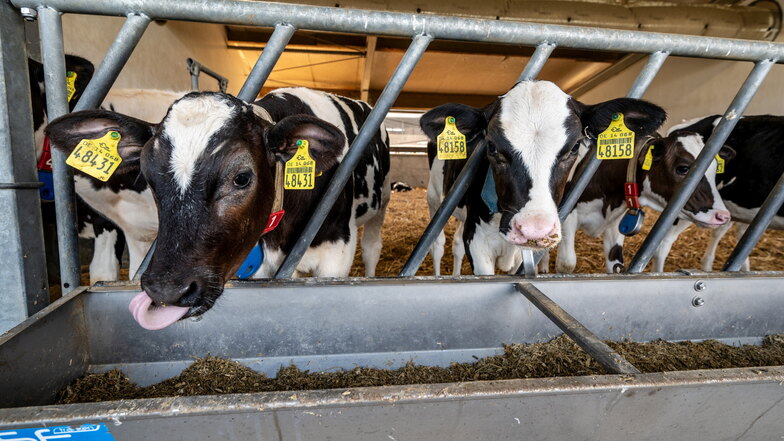 Sachsens Kühe sind spitze in der Milchproduktion.