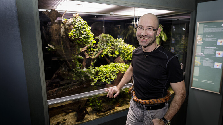 Gürtel oder Schlange? Schlange! Aber die Regenbogenboa schmiegt sich eben gern mal um den Bauch von Biologe Thomas Lübcke, der im Görlitzer Senckenbergmuseum das Vivarium leitet. Hinter der Scheibe wohnen die beiden Königspythons.