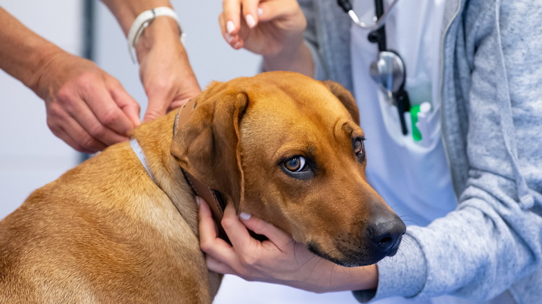 Wer für seinen Hund einen Tierarzt braucht, muss künftig für viele Behandlungen mehr bezahlen.