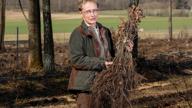 Laubgehölze werden das Bild des künftigen Waldes immer mehr bestimmen. Zittaus Forstamtsleiterin Angela Bültemeier weist aber auch auf Schwierigkeiten beim Aufforsten hin.