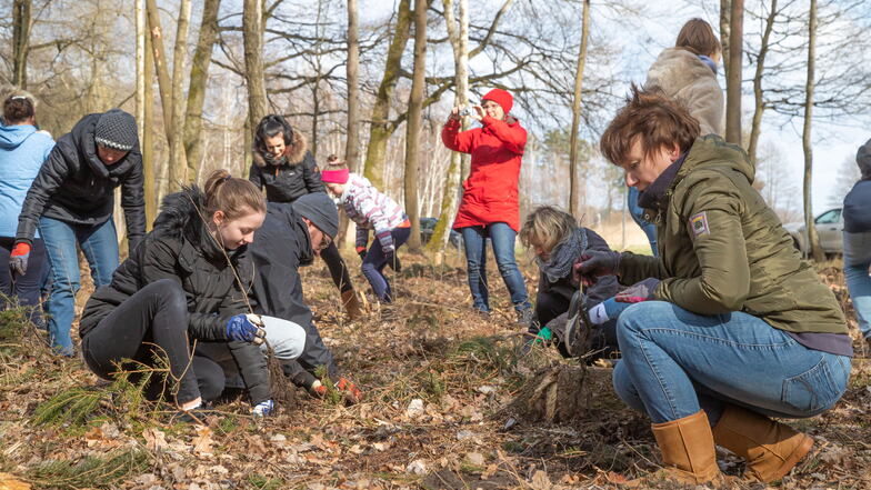 Mitarbeiter des Nieskyer Hospiz und ihre Familien pflanzen auf einem Waldstück bei Daubitz Bäume. Sie sollen an die im vergangenen Jahr verstorbenen Hospizgäste erinnern.