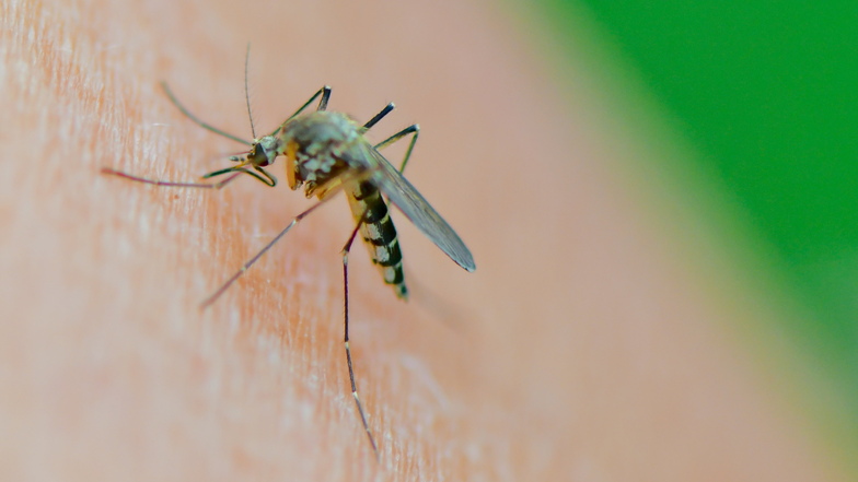 Eine Mücke der Art Aedes vexans saugt Blut. Kommt ein mückenreicher Sommer auf Deutschland zu?