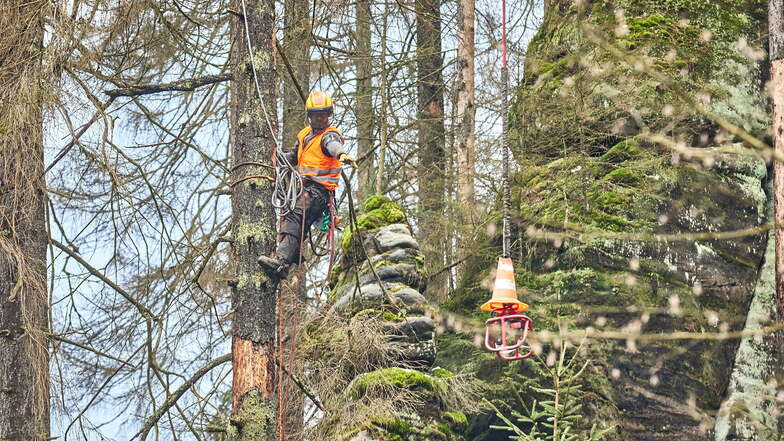 Im Baum hängend müssen die Forstarbeiter den Haken des Helikopters greifen und dann passgenau sägen.