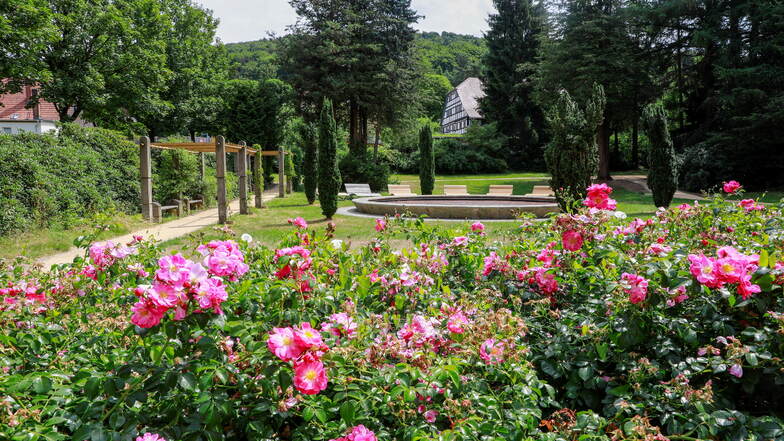 Jonsdorfs Rosengarten blüht schöner auf denn je