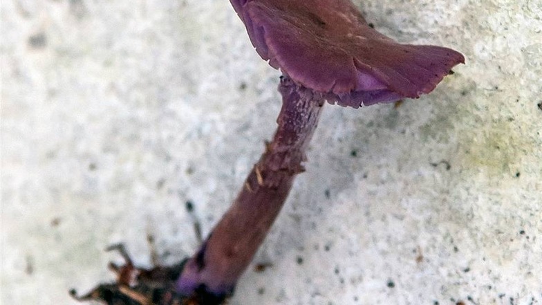 Violetter Lacktrichterling Essbar. Kleiner, sehr zarter Pilz. Glänziger Hut und entfernt stehende Lamellen.