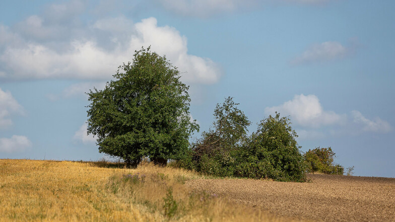 Der Wildapfelbaum auf der Kalkhöhe bei Cunnersdorf ist auseinandergebrochen.
