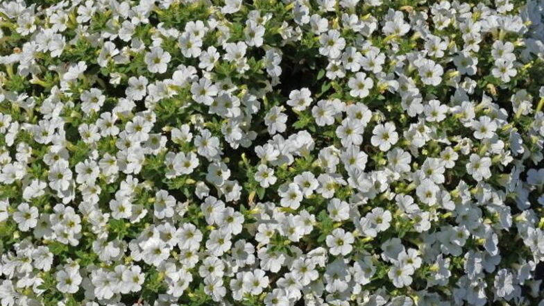 Auch in Weiß ist die Petite Fleur ein Hingucker.
