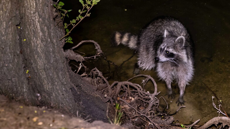 Raccoons are nocturnal animals, and apart from humans, immigrants have no enemies or competitors in Germany.