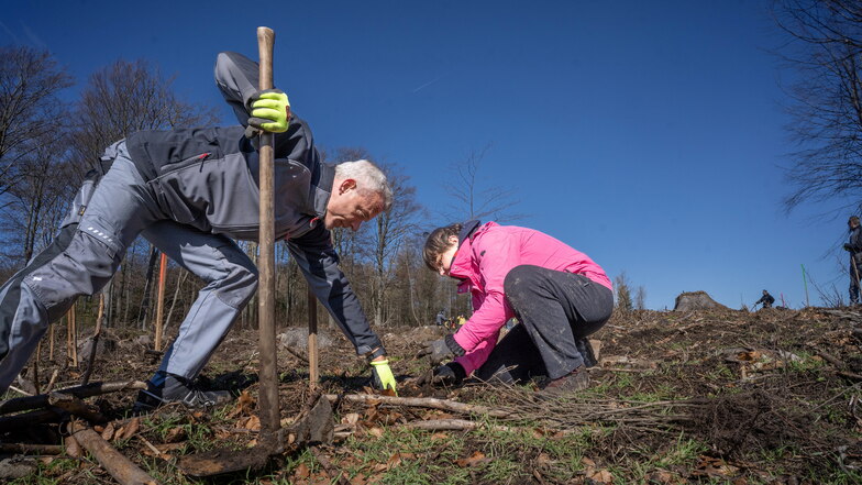 Die beiden Multi-Möbel-Mitarbeiter Mathias Maiwald und Anja Brünnel aus Bautzen pflanzten am Czorneboh mit vielen anderen Mitarbeitern Eichen und weitere Bäume.