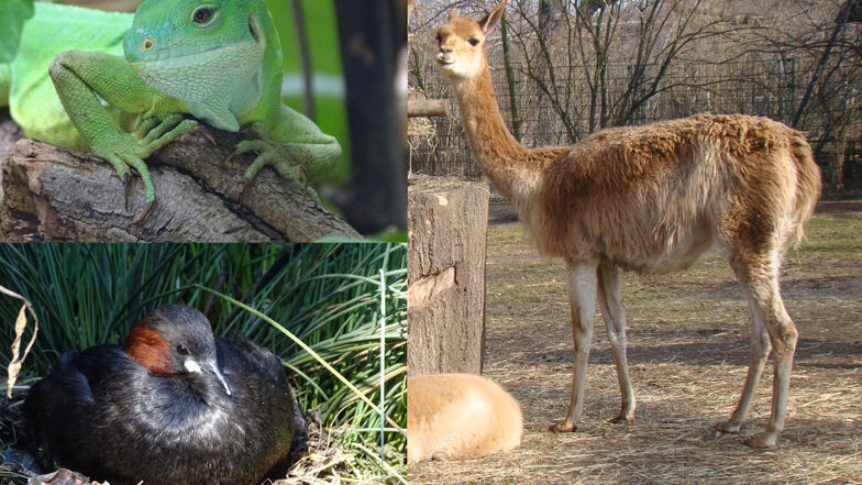 Drei Bewohner des Zoo Dresden stehen wieder zur Wahl zum Tier des Monats: Fidschi-Leguan, Zwergtaucher und Vikunja.