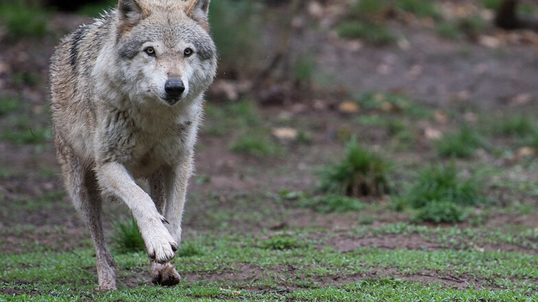 In der Lausitz gibt es jetzt Wölfe mit Sendern.
