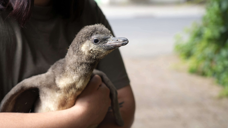 Noch fehlt das typische schwarz-weiße Gefieder. Doch der Pinguin-Nachwuchs im Dresdner Zoo wächst schnell.
