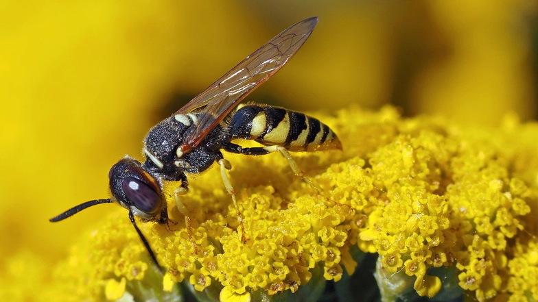 Der Bienenwolf ist eine Art der Grabwespen. Im Gegensatz zu den meisten Erdbienen hat er kein fluffiges Fell, dafür aber ein schwarz-gelb gestreiftes Hinterteil.