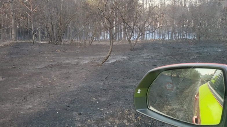 So sieht das Waldgebiet nach dem Feuer aus.