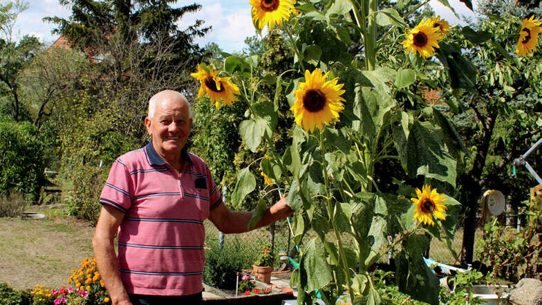 Karl Kratzert freut sich über seinen Zögling. Was Geduld und Fürsorge einbringt, zeigt dieses Prachtexemplar einer Sonnenblume.