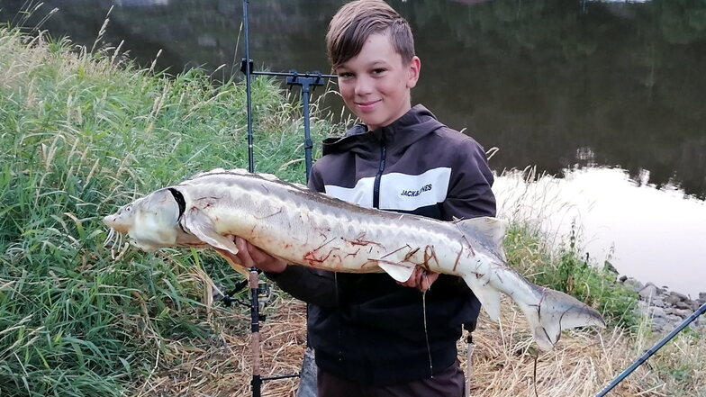 Der zwölfjährige Paul Deußnig kann sein Glück gar nicht richtig fassen, als er auf einem Angelausflug mit seinem Vater diesen Stör aus der Elbe zieht. Er posierte für das Foto und ließ den Fisch danach wieder frei.