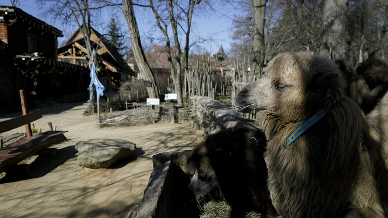 Hallo, kommt wer? Nein? Enttäuscht wartet ein Kamel im Tierpark Görlitz auf Besucher.